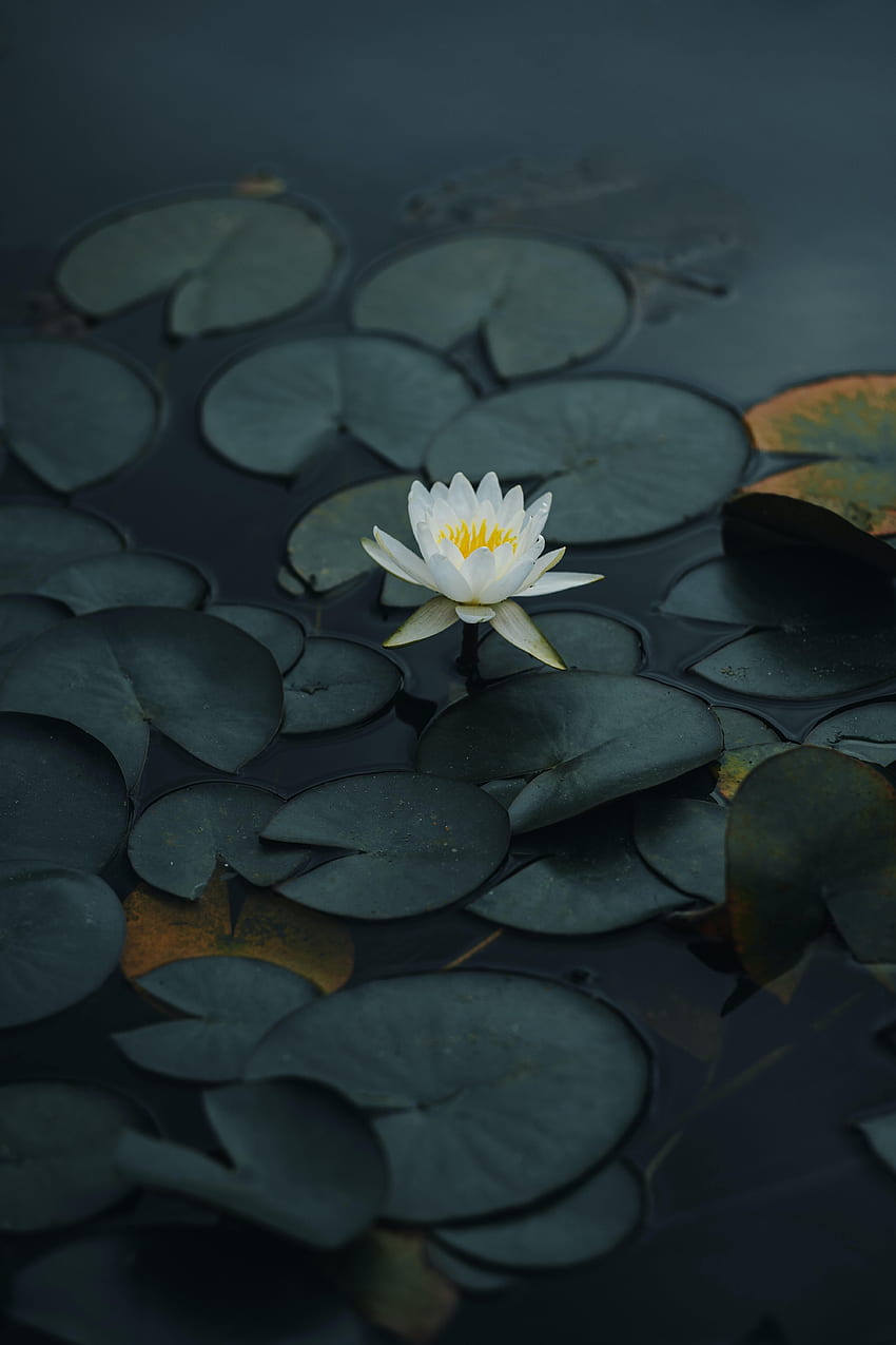 Blumen, Wasser, Blätter, Lotus, Blume, Blütenblätter, Becken HD-Handy-Hintergrundbild