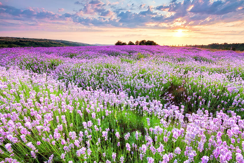 flowers field landscape of peaceful nature, Peaceful Flowers HD wallpaper