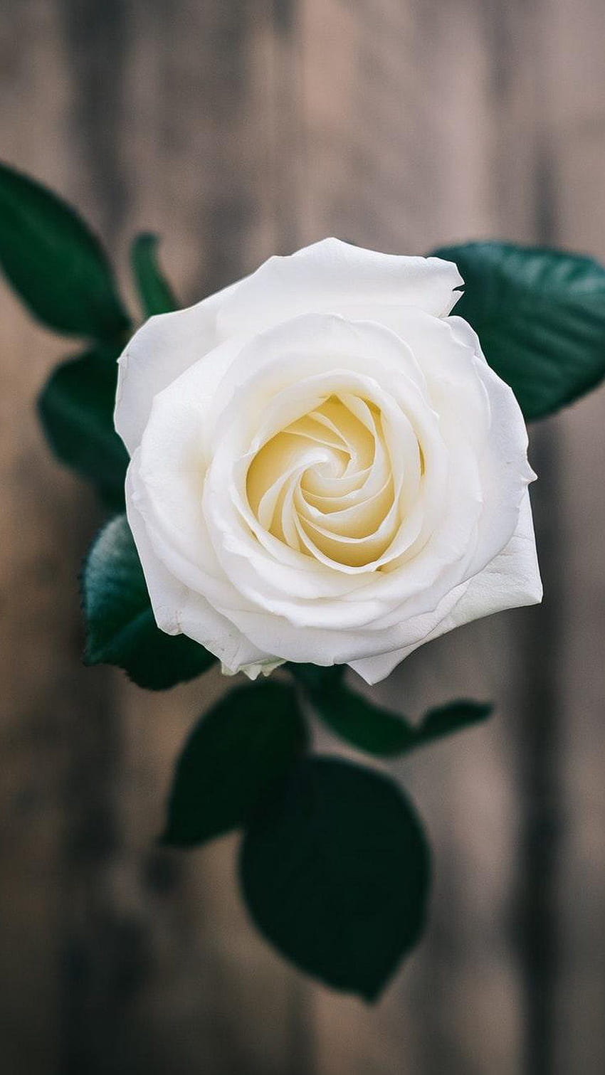 Fleurs De Rose Blanche, Jolie Rose Fond d'écran de téléphone HD