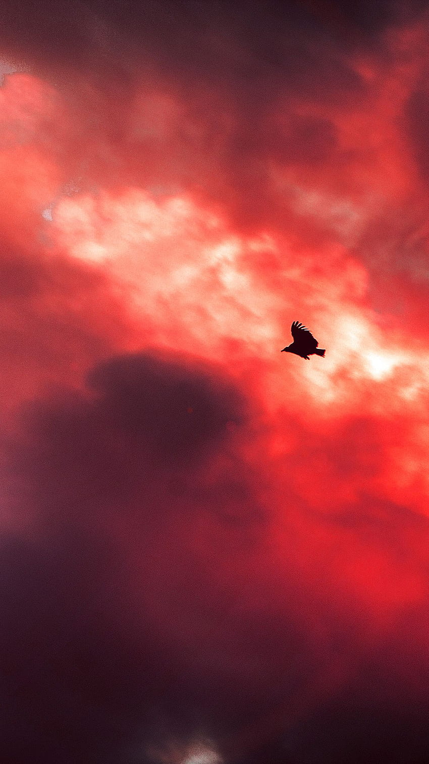 Bird Fly Sky Clouds Red Sunset Fire Nature Animal Android HD phone