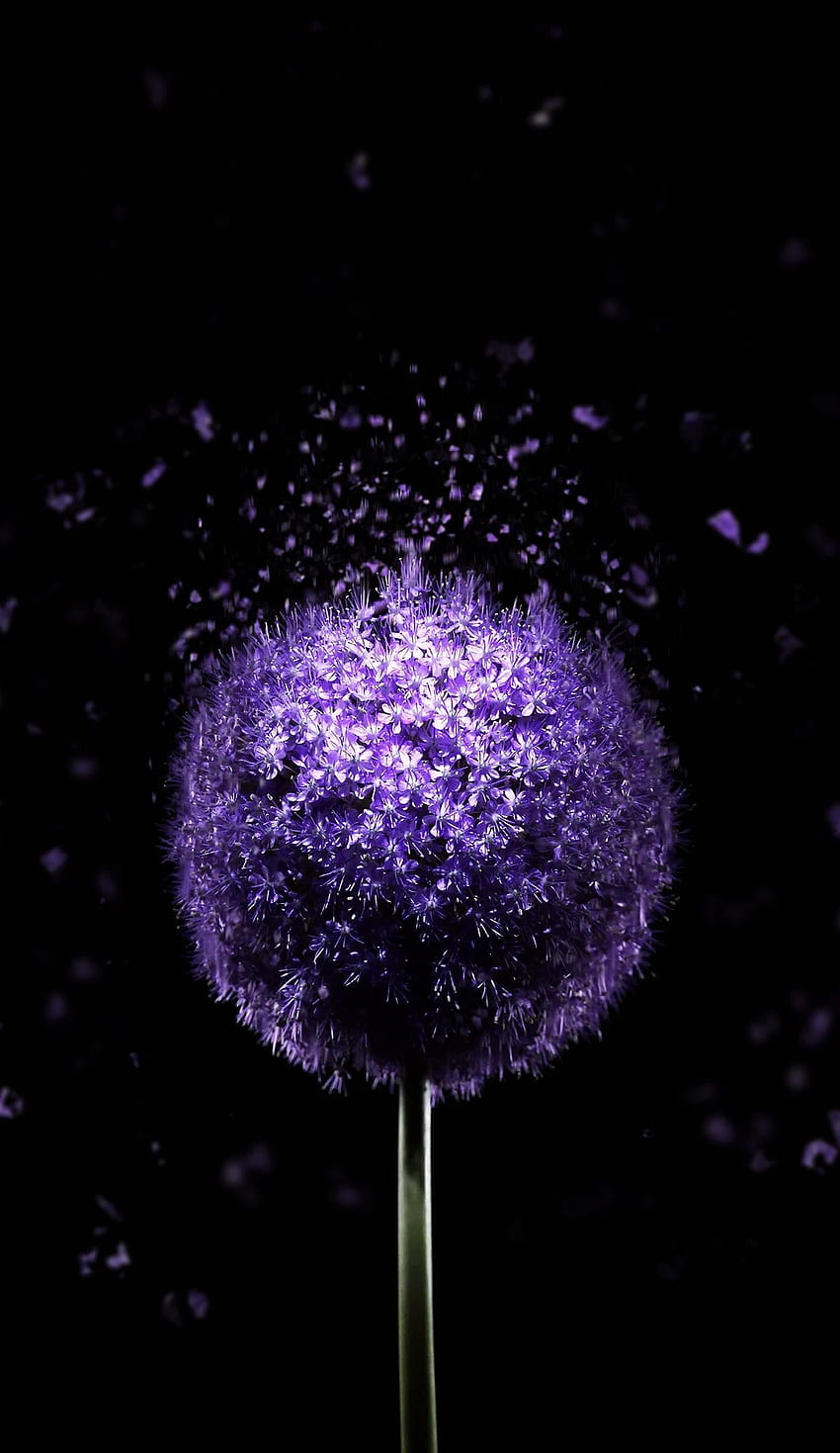 Violette Blume AMOLED im Jahr 2019. Natur, lebendiges Super AMOLED HD-Handy-Hintergrundbild
