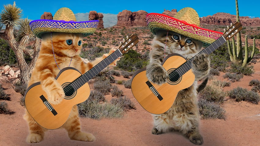 Mariachi, kitten, guitar, cute, cat, band, pisica, instrument, creative, fantasy, funny, hat HD wallpaper