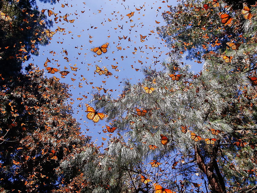 The Vanishing Flights of the Monarch Butterfly. The New Yorker, Forest Fly Butterfly HD wallpaper