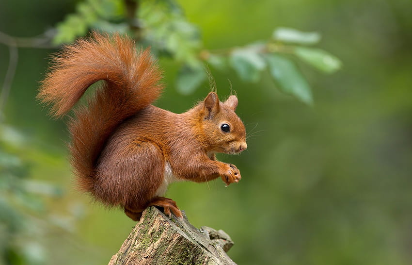 My Squirrels New Tab Theme, Red Squirrel HD wallpaper