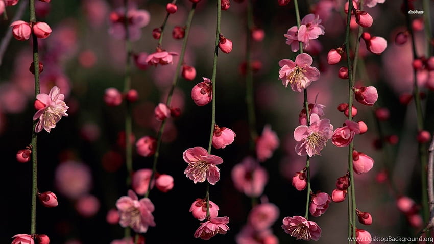 พื้นหลังดอกไม้ดอกซากุระ วอลล์เปเปอร์ HD