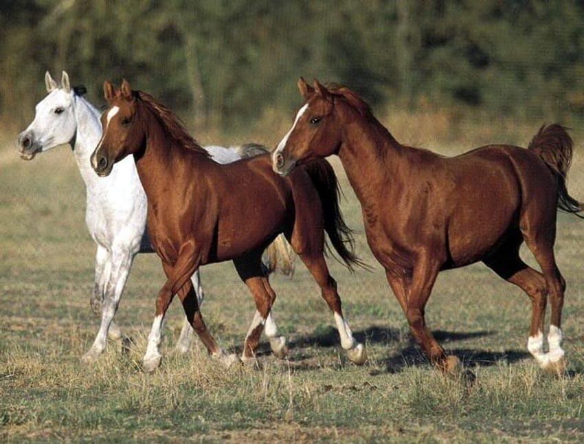 3 双子、走る馬、茶色い馬、白い馬、動物、アラビア人、双子、自然 高画質の壁紙