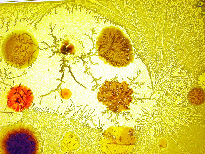 Kebun Binatang Mikroba – HEATHER BARNETT, Mikroorganisme Wallpaper HD