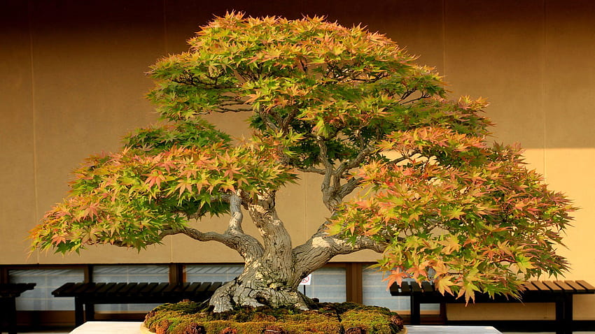 Bonsai art, Japanese bonsai, Japanese bonsai tree, Maple Bonsai HD wallpaper