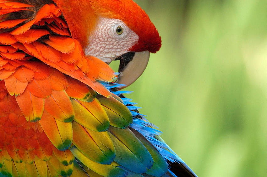 Macaw, animal, wings, bird, parrot HD wallpaper