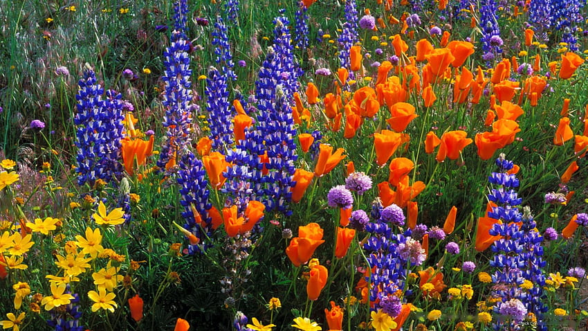 California Poppies and Lupin, Hutan Nasional Angeles, California, bunga liar, biru, mekar, kuning, oranye, usa Wallpaper HD