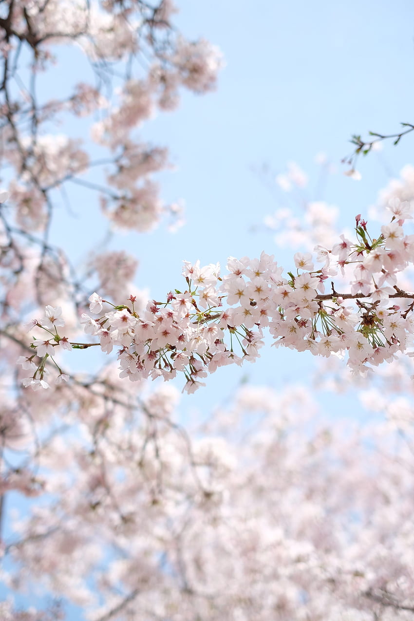 от нисък ъгъл на бели черешови цветя - корейска сакура HD тапет за телефон