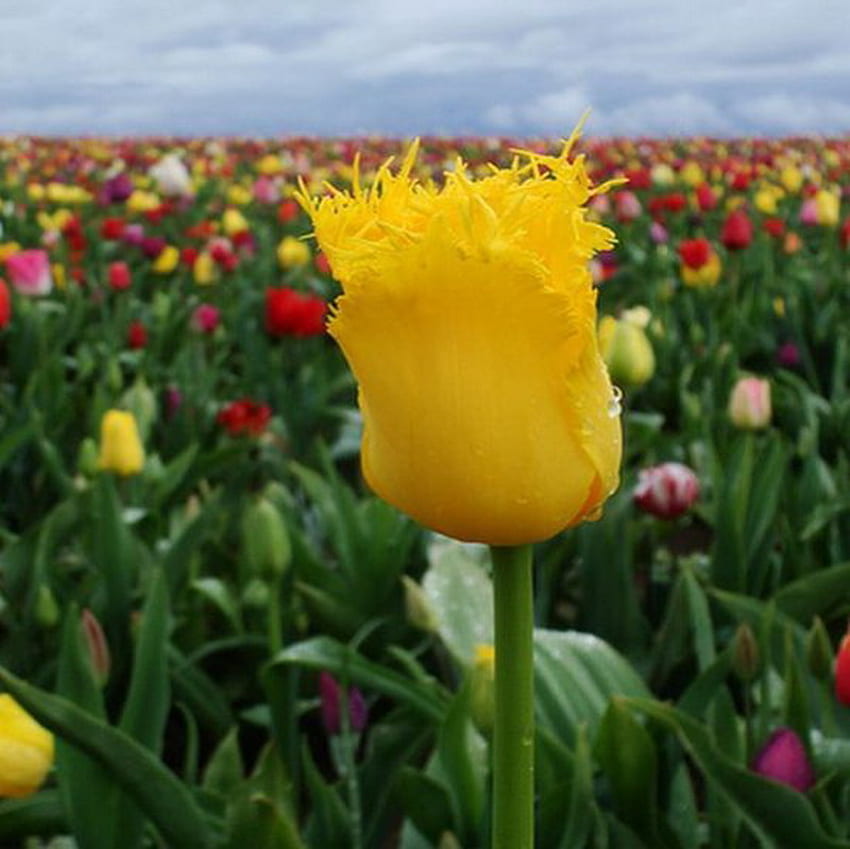 feld, tulpe, gelb, blume, frühling HD-Hintergrundbild