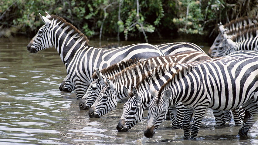 Tiere, Wasser, Zebra, Getränk, Herde, Durst HD-Hintergrundbild