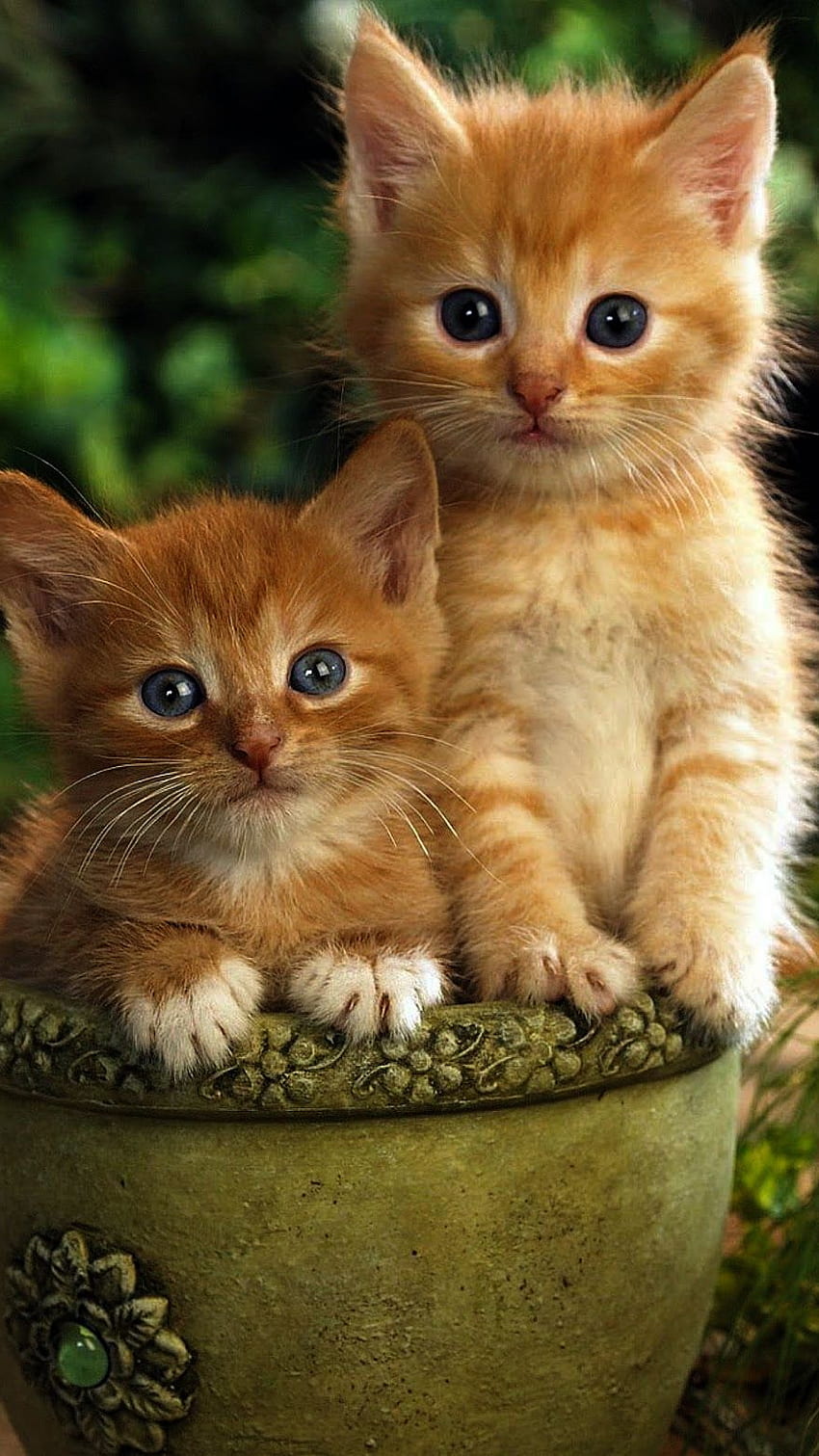 Słodki kotek, kotek, kot, słodki kot Tapeta na telefon HD