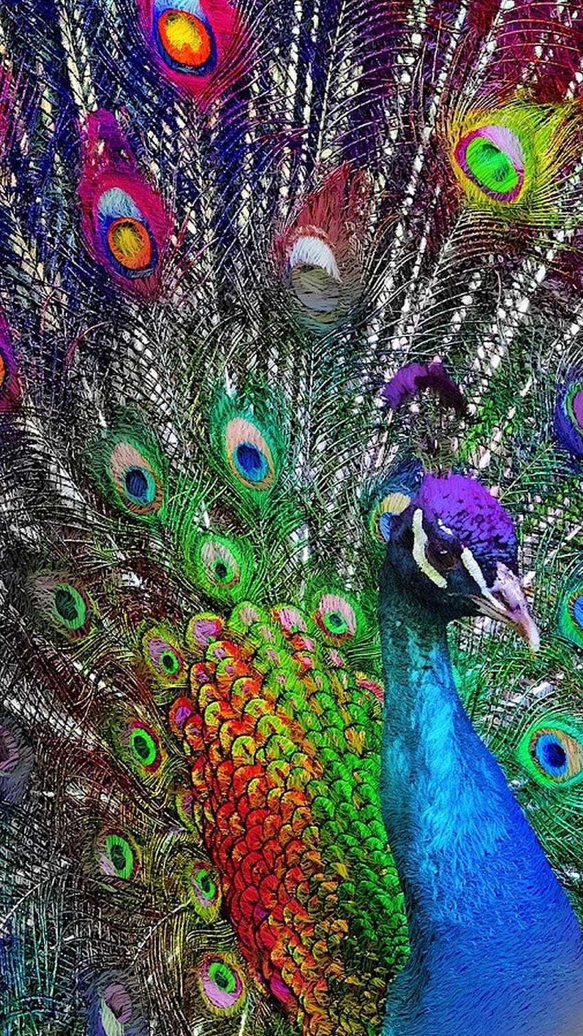 Equine art, Peacock HD phone wallpaper