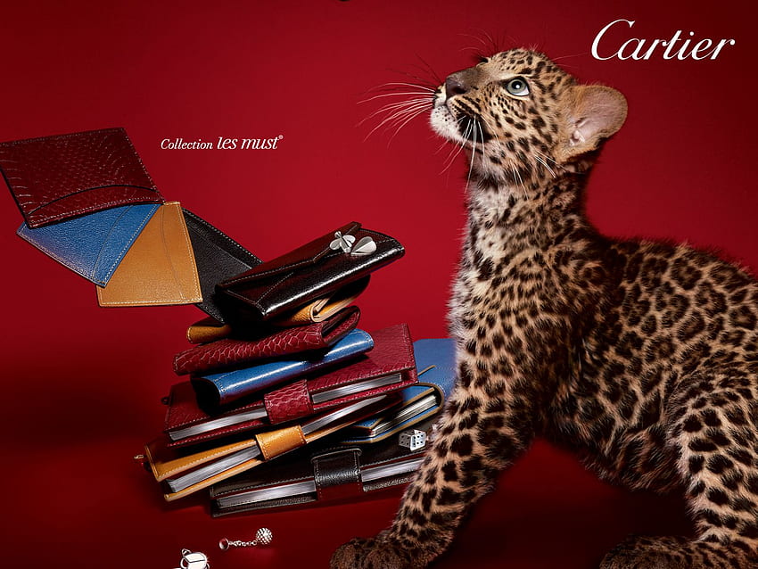 Leopard Big cats Cubs animal, Cartier HD wallpaper | Pxfuel