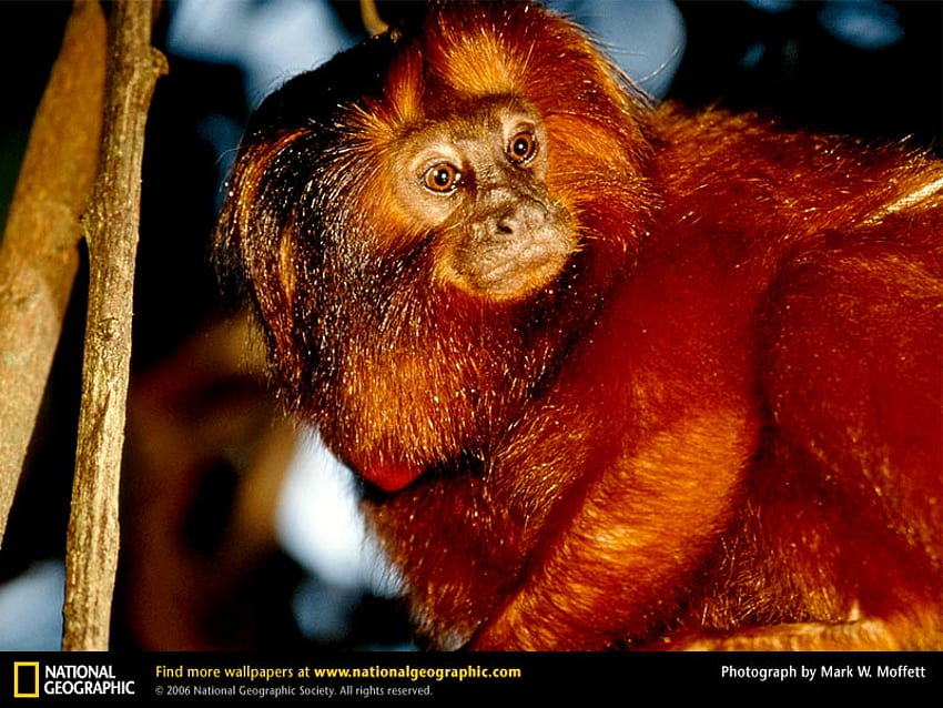 Golden Lion Tamarin, Primaten, Tamarine, Tiere HD-Hintergrundbild