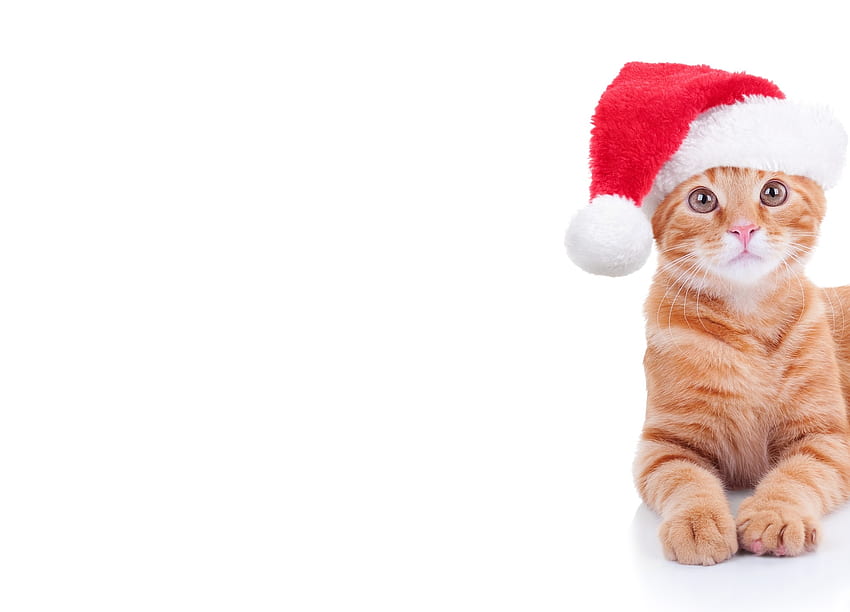 Christmas kitten, kitten, animal, white, craciun, cute, cat, orange, ginger, pisica, christmas, red, funny, card, santa, hat HD wallpaper