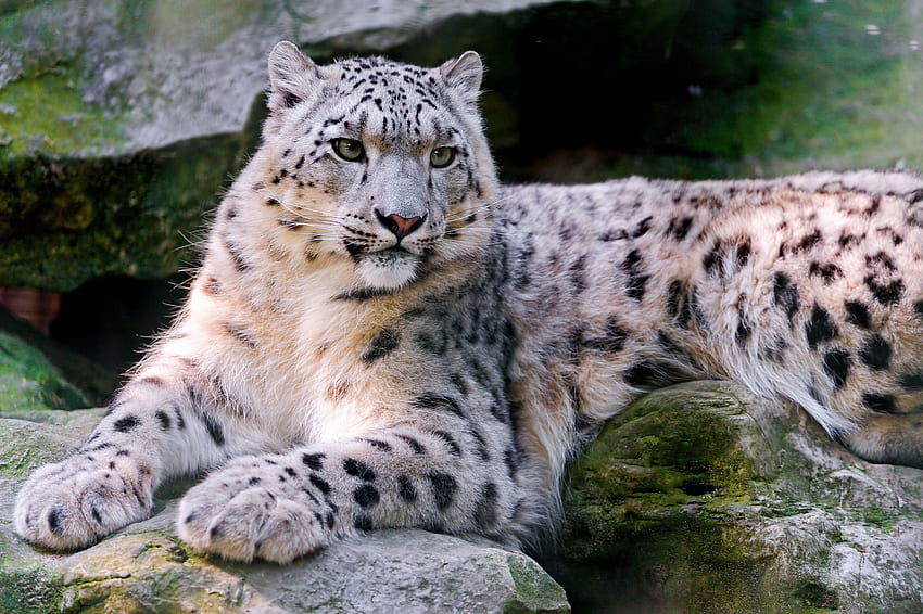 สัตว์ เสือดาวหิมะ นอนลง โกหก นักล่า แมวตัวใหญ่ วอลล์เปเปอร์ HD