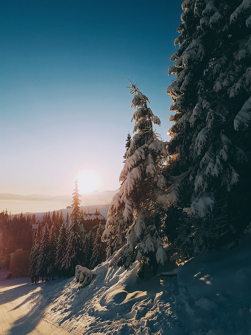 Nascer do sol, árvore, inverno, paisagem Papel de parede de celular HD