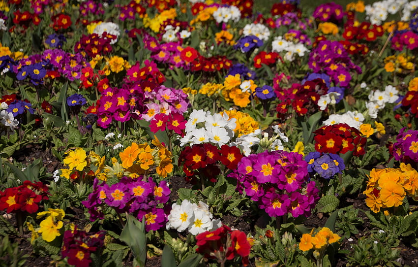 Primula of various colours, Primula, Flowers, Flowering plants, Herbaceous HD wallpaper