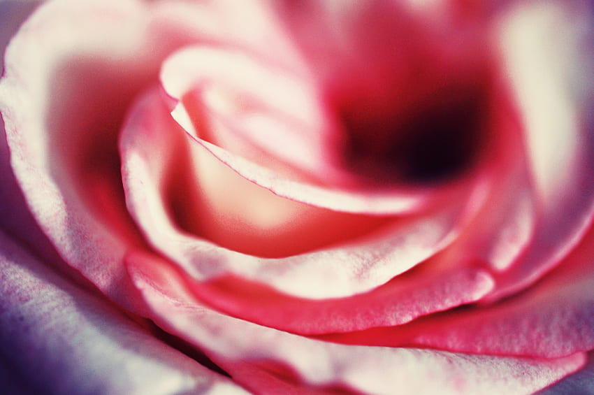 Macro, Rose Flower, Rose, Petals, Close-Up HD wallpaper