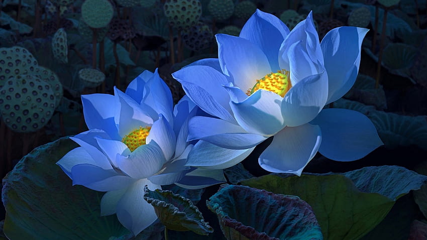 Lotus, Fleurs, Étang, Bleu Fond d'écran HD