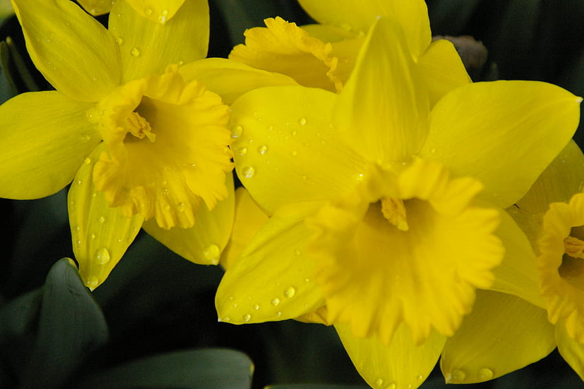 Narcisos em Teton Valley, Idaho, Paisagem, Inverno, Narcisos, Primavera papel de parede HD