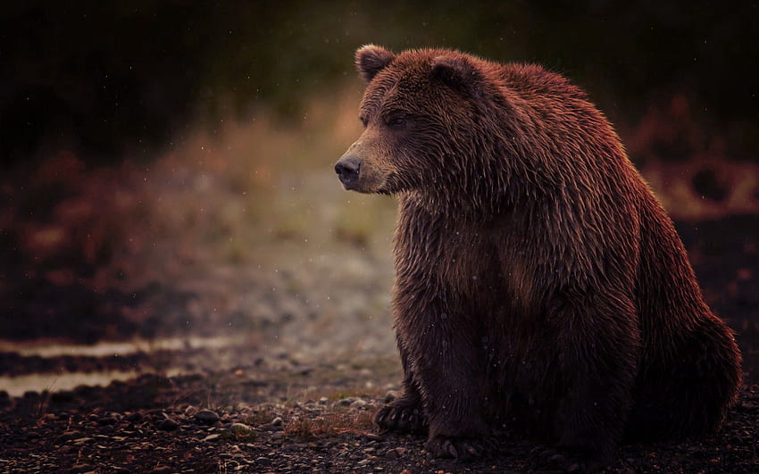 Animales, mojado, marrón, oso, está sentado, se sienta, Splayfoot, pie zambo fondo de pantalla