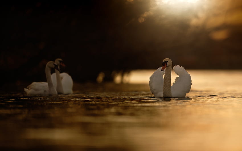 бели лебеди, вечер, залез, красиви лебеди, езеро, лебеди на езерото, красиви птици HD тапет