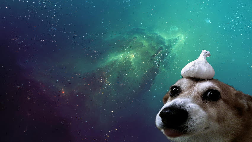 Meme Anjing, Meme Doggo Wallpaper HD