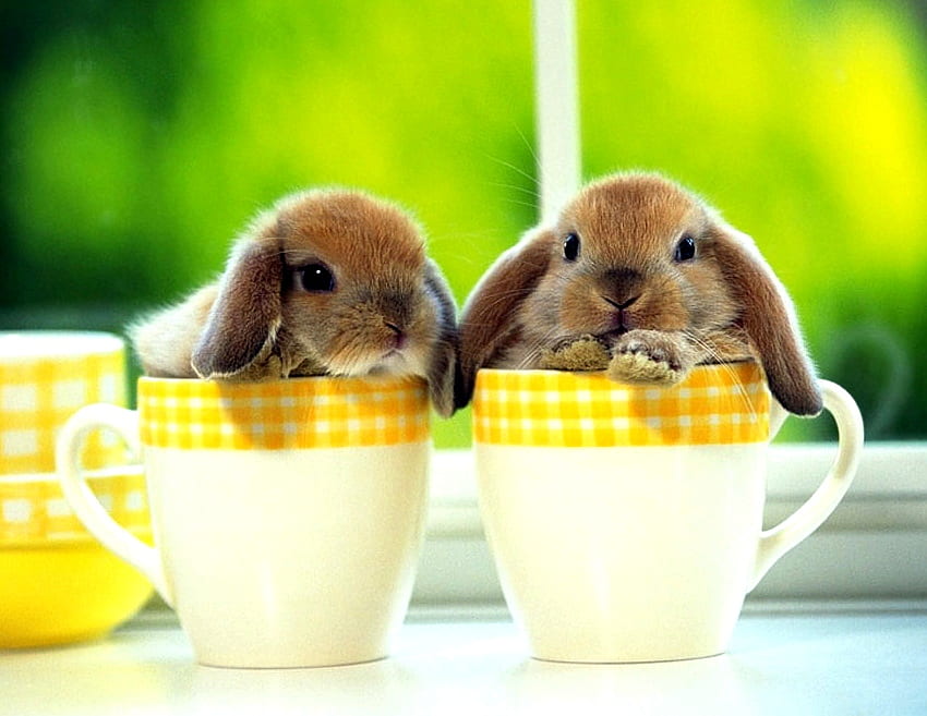 cute bunnies, bunnies, two, teacups, brown, cute, cup, little HD wallpaper