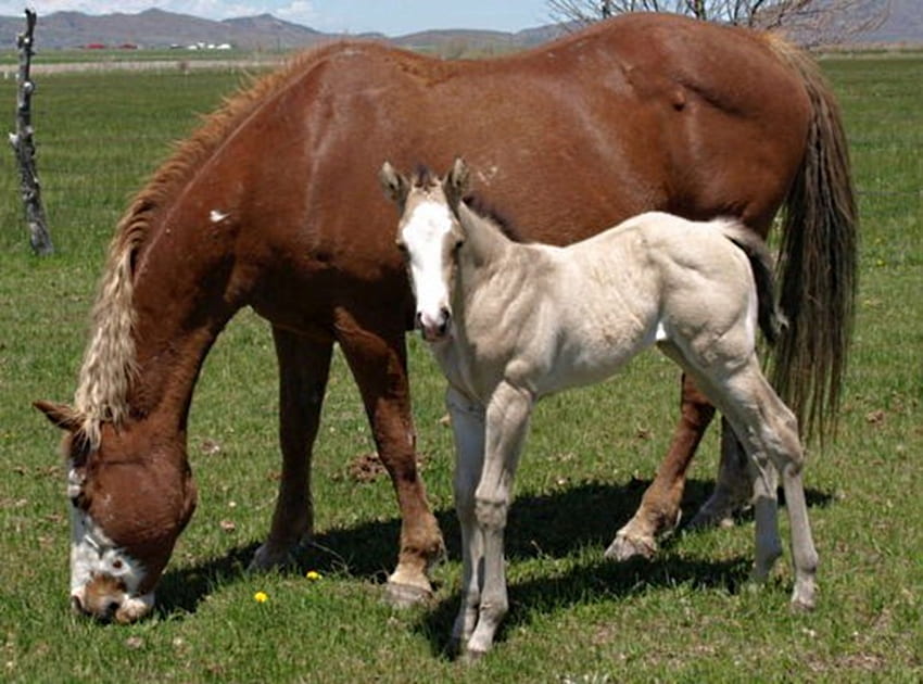 Pretty Baby, horse, filly, foal, colt HD wallpaper