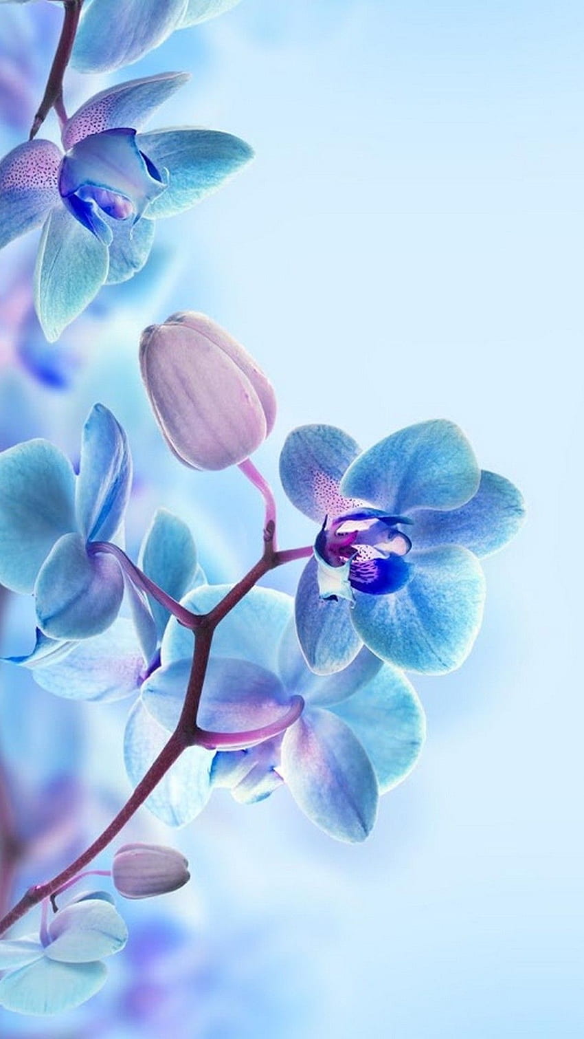3D Flower For Mobile. Best . Blue flower , 3D for mobile, 3D Spring Flower HD phone wallpaper