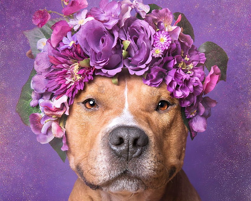 Kelucuan, anjing, hewan, sophie gamand, kekuatan bunga, imut, ungu, merah muda, wajah, lucu, caine, karangan bunga Wallpaper HD