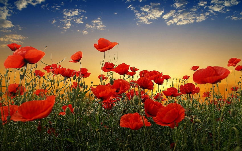 Fleurs de pavot, coquelicot, rouge, ciel, nature, fleurs, coucher de soleil Fond d'écran HD