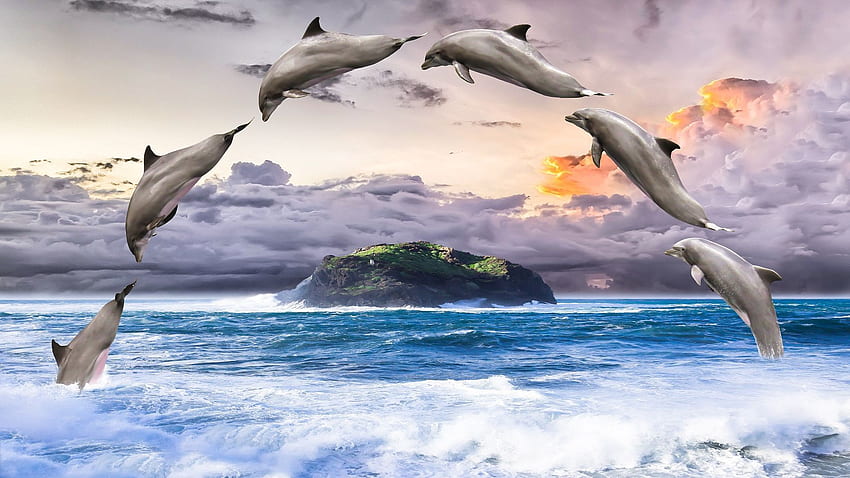 Dolphins and Cloud, Amazing Dolphin HD wallpaper