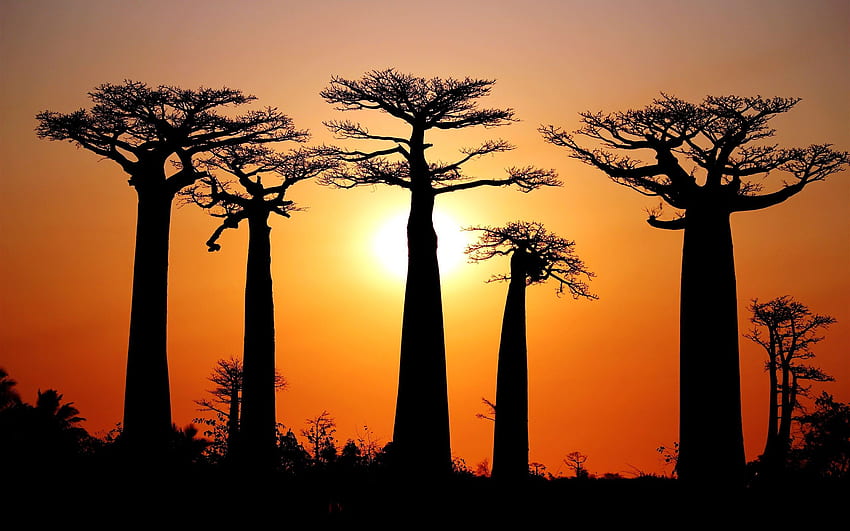 Many baobabs, sunset, Morondava, Madagascar, Madagascar Landscape HD wallpaper
