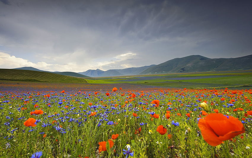 Italy landscape flowers poppies cornflowers mountains meadow HD wallpaper