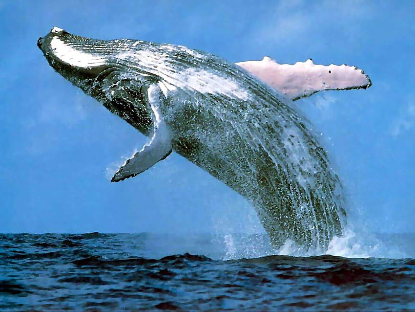 Cool Whale Wallpapers  Top Free Cool Whale Backgrounds  WallpaperAccess