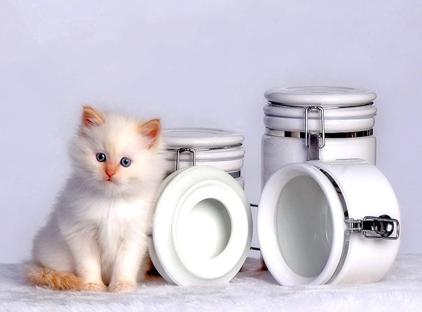 Out of treats, kitten, white, containers, empty HD wallpaper