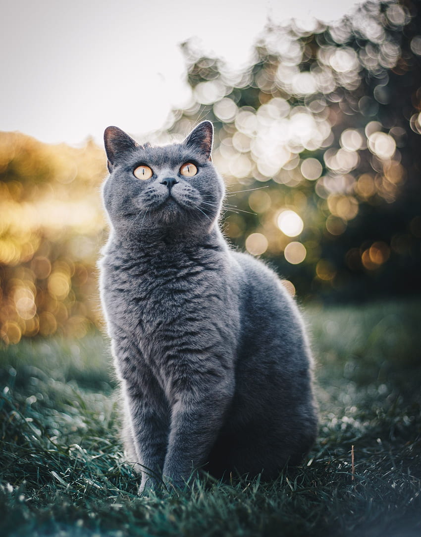 풀밭에 앉아 있는 브리티시 쇼트헤어 고양이 · 주식 HD 전화 배경 화면