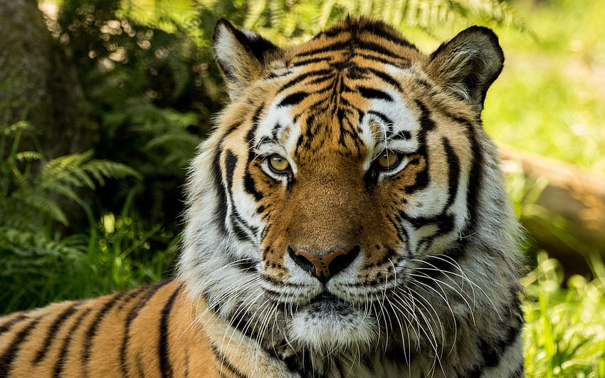 Vladimir Siberian Tiger at Dartmoor Zoo . . ID HD wallpaper