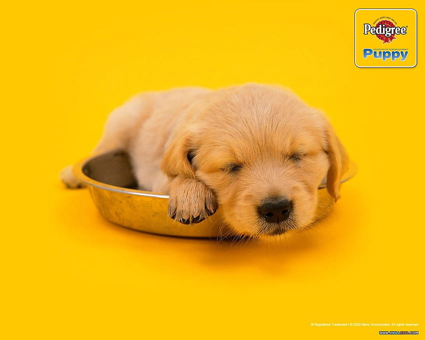 Pedigree Kuru Köpek Maması Reklamları NO.20'de Güzel Yavru Köpekler HD duvar kağıdı
