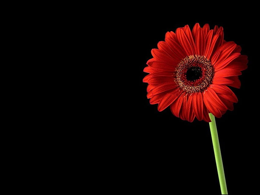 Red On Black Gerbera Flower Lepi [] for your , Mobile & Tablet. Explore Black Flower . Bold Floral for Home, Large Print Black HD wallpaper