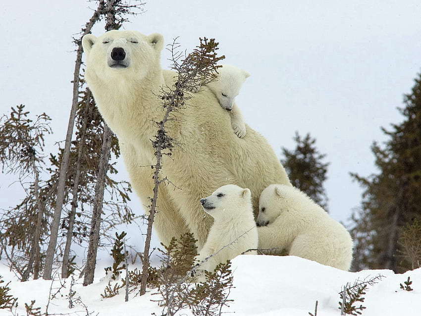 Tiere, Schnee, Jung, Familie, Jungtiere, Weißbären, Eisbären HD-Hintergrundbild