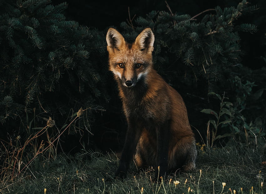 Animals, Grass, Fox, Forest HD wallpaper
