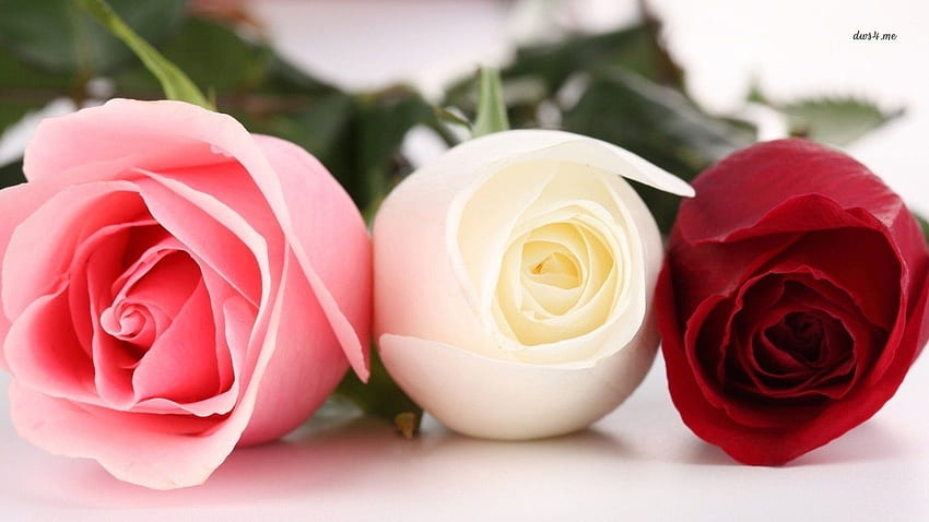 Rosas cor de rosa, brancas e vermelhas. Rosas de chá híbridas, Sementes de rosas, Flores lindas papel de parede HD