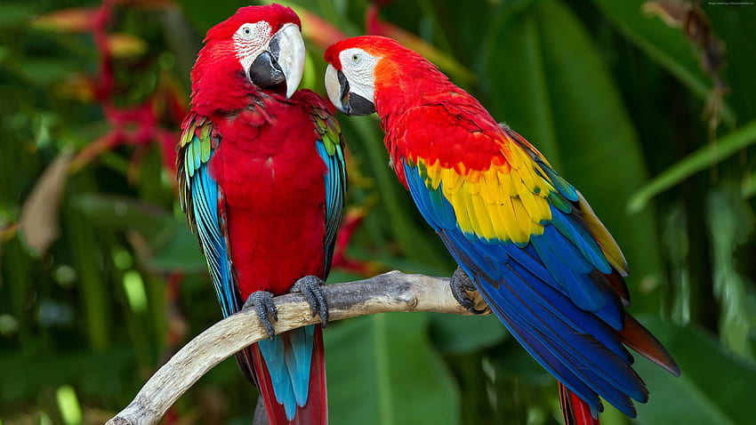 papuga, upierzenie, gałąź, egzotyczny, czerwony, niebieski, zwierzęta — wysoka rozdzielczość Tapeta HD
