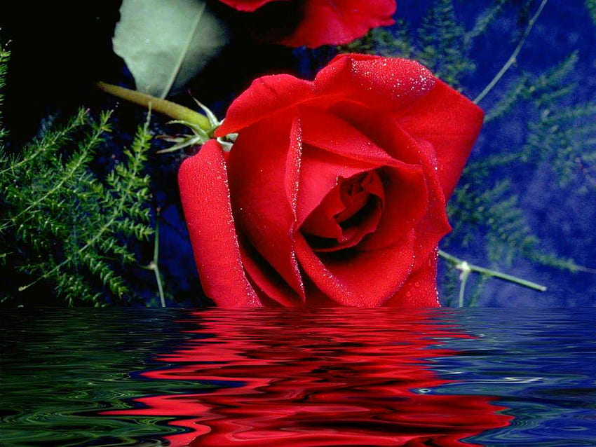 make2fun: red roses, most popular rose, rose , beautiful rose, red rose , rose HD wallpaper